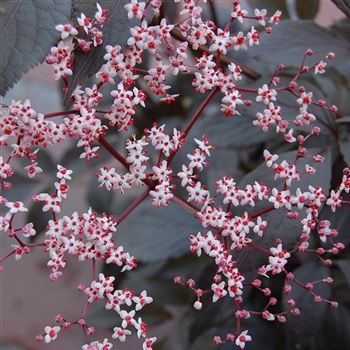 Sambucus_nigra_Black_Beauty_GR_Q1.jpg