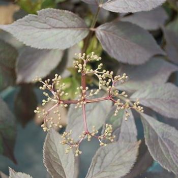 Sambucus_nigra_Black_Beauty_GR_R4.JPG