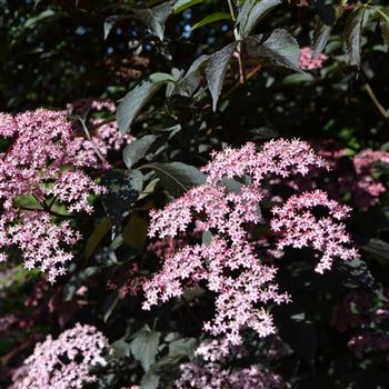 Sambucus_nigra_Black_Beauty_q.jpg