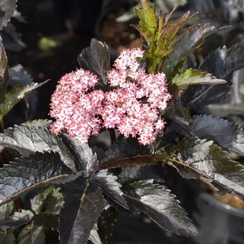 Sambucus_nigra_Black_Tower_q_.jpg