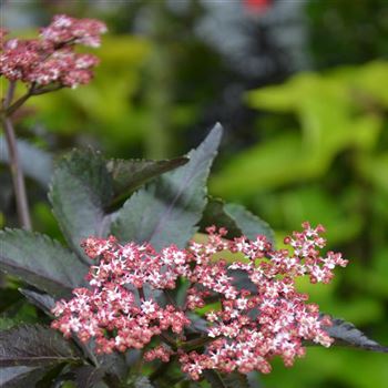 Sambucus_nigra_black_Tower_q_2.jpg