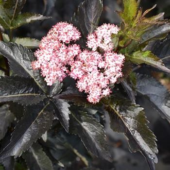 Sambucus_nigra_Black_Tower_4.JPG