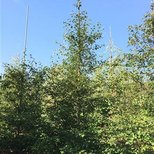 Betula albosinensis