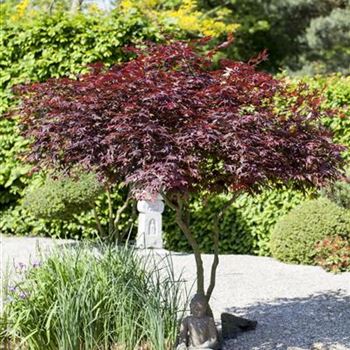 Acer palmatum 'Atropurpureum'