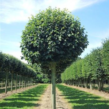 Tilia tomentosa Silver Globe 35-40 KÖLN_7.jpg