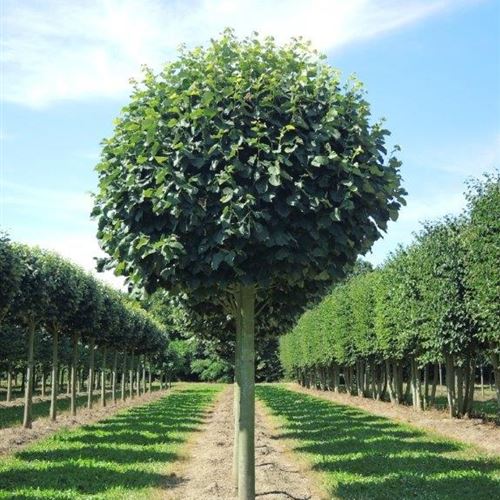 Tilia tomentosa 'Silver Globe'