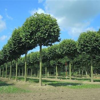 Tilia tomentosa Silver Globe 35-40 KÖLN 2.jpg