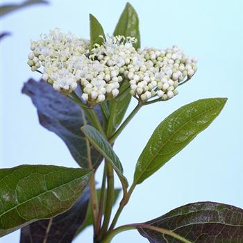 Viburnum_nudum_Pink_Beauty_HBR_R1.jpg