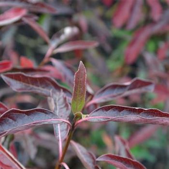 Viburnum_nudum_Pink_Beauty_3.JPG