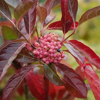 Viburnum_nudum_Pink_Beauty_2007_7738.jpg