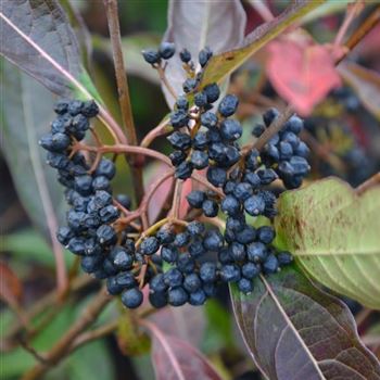 Viburnum_nudum_Pink_Beauty_q.jpg