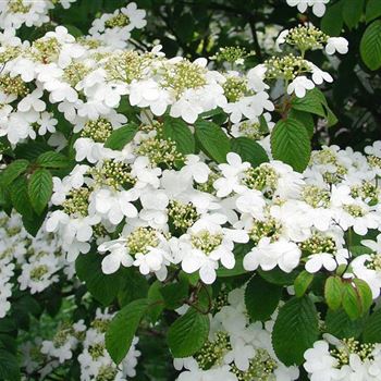 Viburnum_plicatum_Kilimandjaro_GR_Q1.jpg