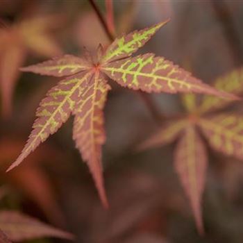 Acer palmatum 'Atropurpureum'