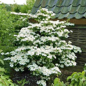 Viburnum_plicatum_Kilimandjaro.jpg