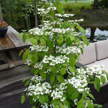 Viburnum_plic_Kilimanjaro_.jpg