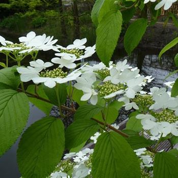 Viburnum_plic_Kilimanjaro_1.JPG