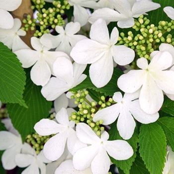 Viburnum_plic_Kilimanjaro_2.jpg