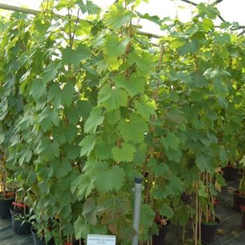 Vitis vinifera Boskoop Glory C5.JPG