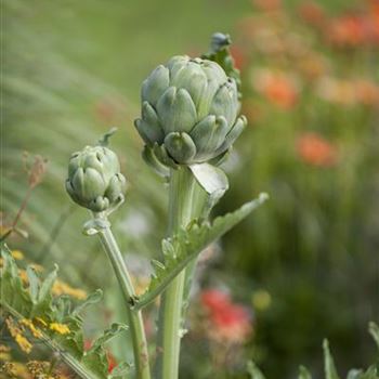 Cynara cardunculus