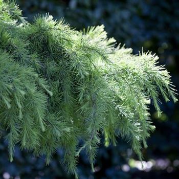 Cedrus deodara