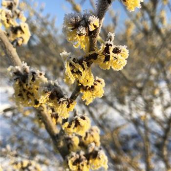 HIWE_HAMAMELIS INTERMEDIA 'WESTERSTEDE'_Petalen.JPG