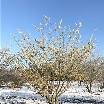 HIWE150250_O-60HIWE_HAMAMELIS INTERMEDIA 'WESTERSTEDE'.JPG