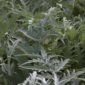 Cynara cardunculus