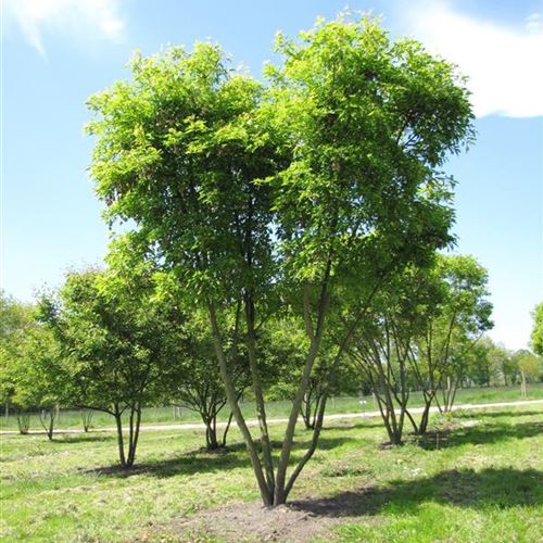 Acer ginnala