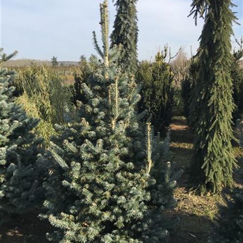 Abies lasiocarpa 'Compacta'