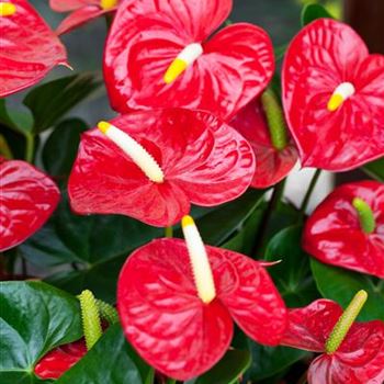 Anthurium x andreanum 'Red Champion'®