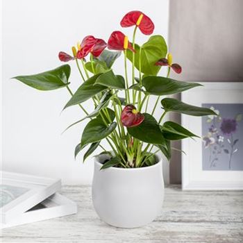 Anthurium x andreanum, rot