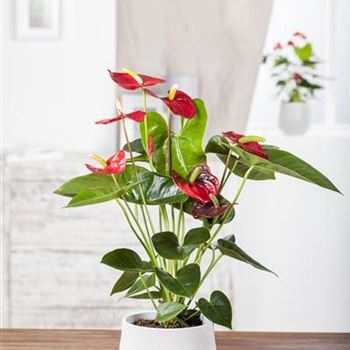 Anthurium x andreanum, rot