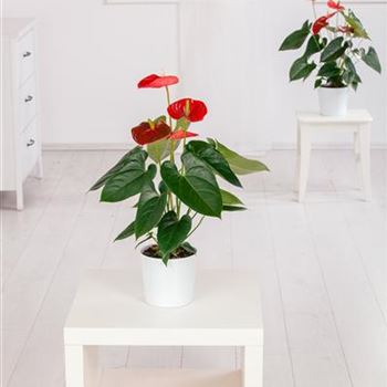 Anthurium x andreanum