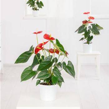 Anthurium x andreanum