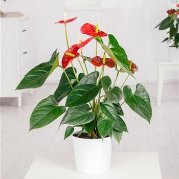 Anthurium x andreanum