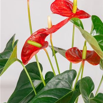 Anthurium x andreanum