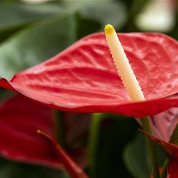 Anthurium x andreanum 'Casanova'®