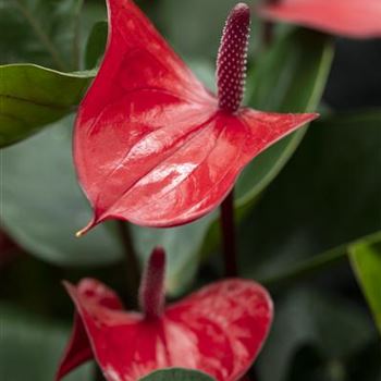 Anthurium x andreanum 'Deco Red'®