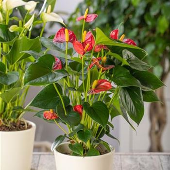 Anthurium x andreanum, rot