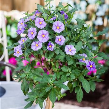 Solanum rantonnetii, Stamm, blau