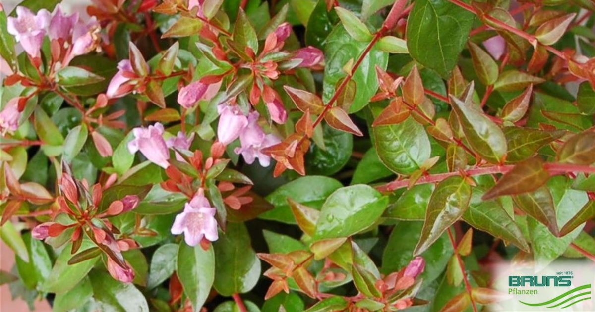 Abelia 'Edward Goucher' von Bruns Pflanzen