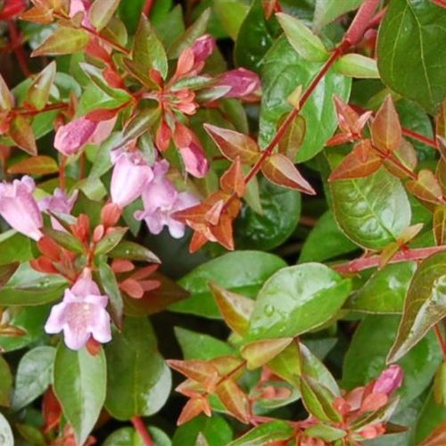 Abelia 'Edward Goucher'