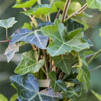 Hedera helix ssp. hibernica