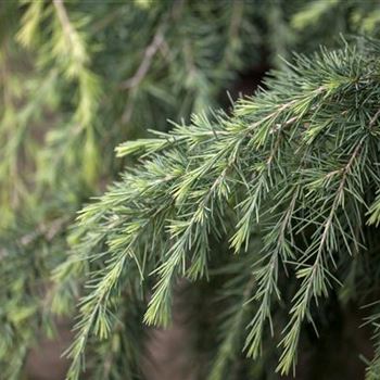 Cedrus deodara