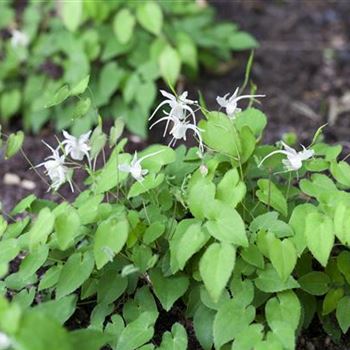 Epimedium x youngianum 'Niveum'