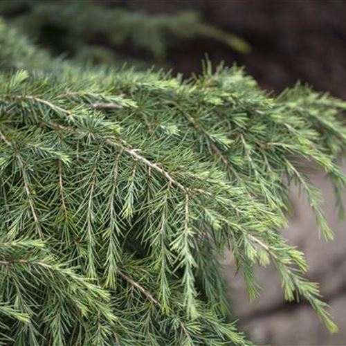 Cedrus deodara 'Feeling Blue'