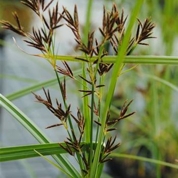 Cyperus longus