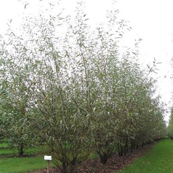 SAL_Sol_3xv_mst_300-350a_G-106_29_08_16_jh_44566.jpg