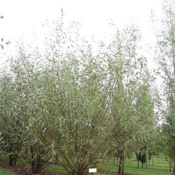 SAL_Sol_3xv_mst_300-350_G-106_29_08_16_jh_44565.jpg