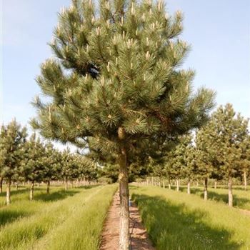 PNNI_Sol_Baum_7xv_200-300x45-50_G-301_19_05_2016_wr_44850.JPG